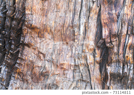 Sankoji Temple's Great Sugi Sankoji Temple's Great Sugi 73114811