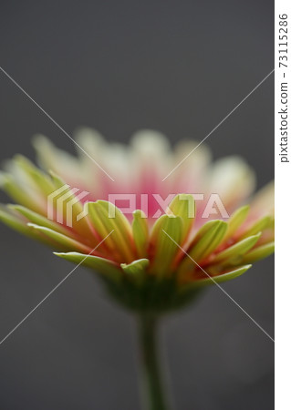 神奇的非洲菊起來 神奇的非洲菊起來 73115286