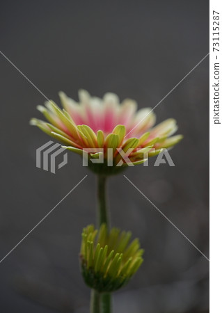 夢幻般的非洲菊 夢幻般的非洲菊 73115287