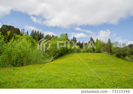 A green meadow, forest and blue sky A green meadow, forest and blue sky 73115348