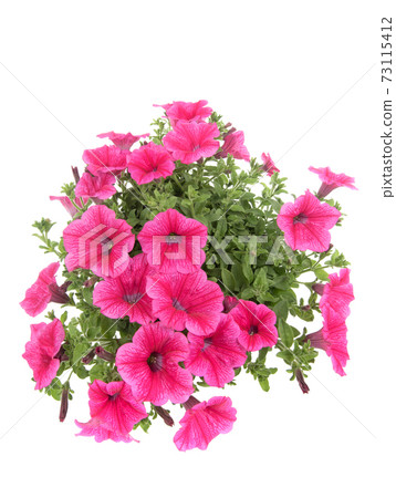 Petunia flowers in a circle isolated on white background. Petunia flowers in a circle isolated on white background. 73115412