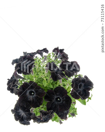 Bouquet of black petunias isolated on a white background. Bouquet of black petunias isolated on a white background. 73115416