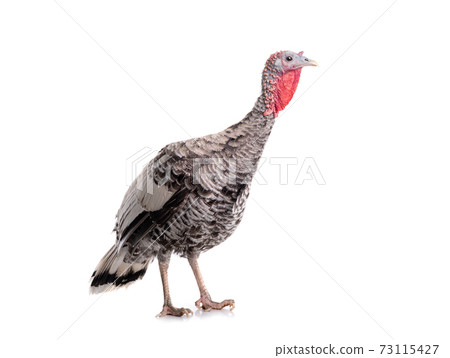 Gray turkey isolated on white background. 73115427