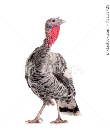 Gray turkey isolated on white background. 73115429