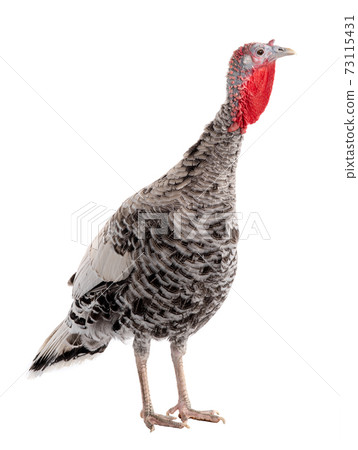Gray turkey isolated on white background. 73115431
