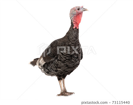 female black turkey isolated on white background. 73115440