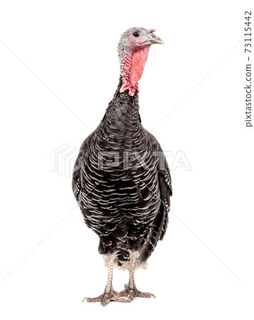 female black turkey isolated on white background. 73115442