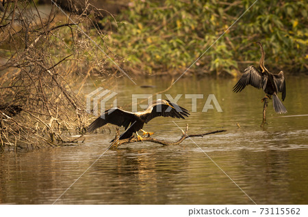 Oriental darter or Indian darter portrait basking in sun with full wingspan at keoladeo ghana national park or bharatpur bird sanctuary bharatpur rajasthan india - anhinga melanogaster Oriental darter or Indian darter portrait basking in sun with full wingspan at keoladeo ghana national park or bharatpur bird sanctuary bharatpur rajasthan india - anhinga melanogaster 73115562