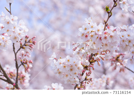 春天的櫻花樹 73116154