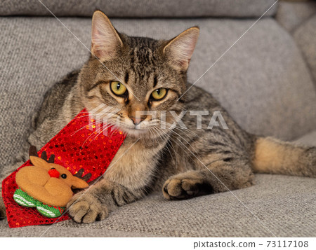 The face of a smart tabby cat The face of a smart tabby cat 73117108