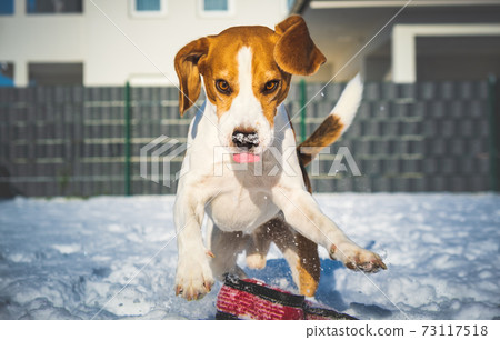 A picture of a fast Beagle hound running on the snow fetching a dog toy. 73117518