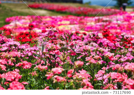 利文斯通雛菊庫久哈納公園 73117690