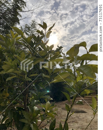 從卡波蘇樹 從卡波蘇樹 73117691