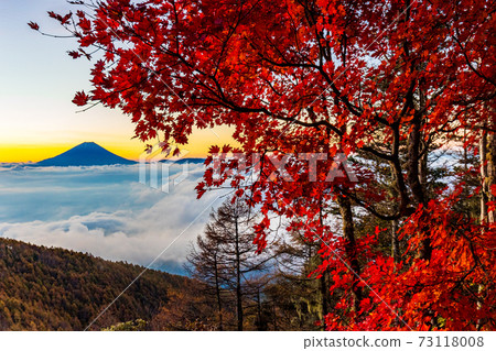 (Yamanashi Prefecture) Autumn leaves of Mt. Kushigata Mt. Fuji floating in the sea of clouds Dawn (Yamanashi Prefecture) Autumn leaves of Mt. Kushigata Mt. Fuji floating in the sea of clouds Dawn 73118008