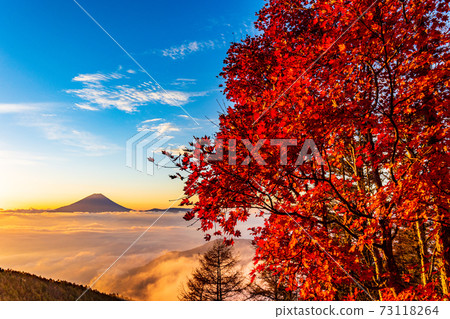 （山梨縣）g形山的秋葉，漂浮在恩海的富士山，日出 73118264
