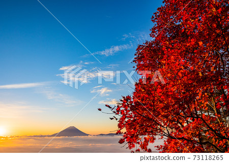 （山梨縣）g形山的秋葉，漂浮在恩海的富士山，日出 73118265