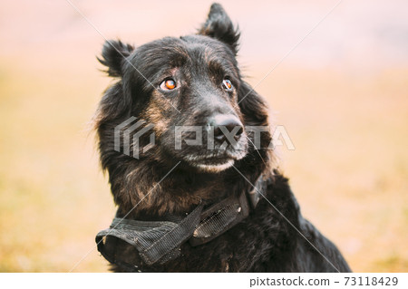Close Up Beautiful Funny Black German Shepherd Alsatian Wolf Dog Portrait Close Up Beautiful Funny Black German Shepherd Alsatian Wolf Dog Portrait 73118429