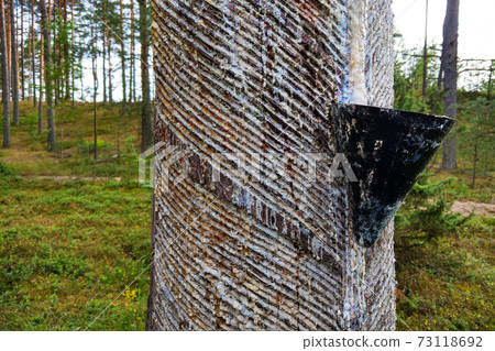 A method of extracting resin from pine for medical purposes. 73118692