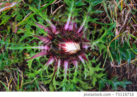 Cirsium vulgare, Spear thistle, Bull thistle, Common thistle, short lived thistle plant with spine tipped winged stems and leaves, pink purple flower heads, selective focus. 73118718
