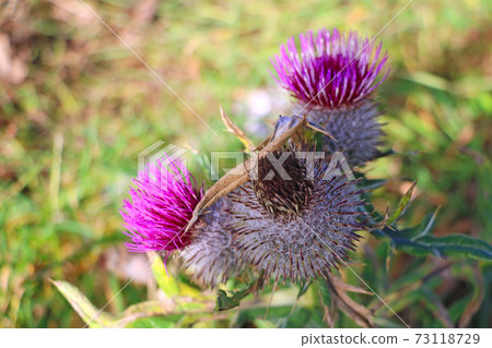 Cirsium vulgare flower, the spear thistle, bull thistle, or common thistle, selective focus. 73118729