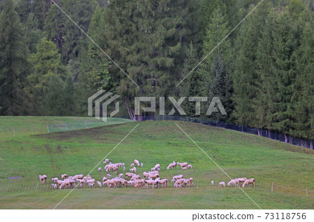 Flocks of sheep graze in alpine meadows, selective focus. 73118756