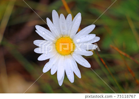 Green grasshopper on meadow marguerite as close up in summer. Out of focus. 73118767