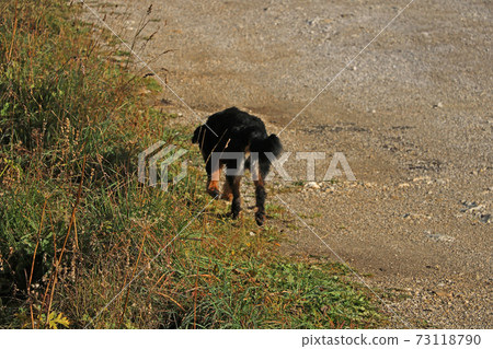 A stray dog runs along an empty road. Selective focus. A stray dog runs along an empty road. Selective focus. 73118790