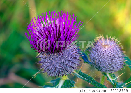 Spear Thistle. Cirsium vulgare in the garden. Selective focus. 73118799