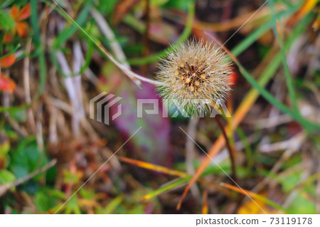 View of beautiful mountain vegetation on a rainy autumn morning. Selective focus. 73119178