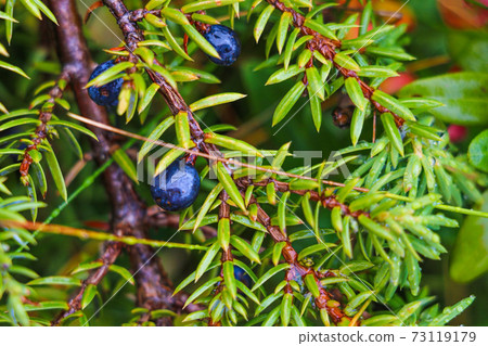 Juniper Berry Essential Oil, green nature, selective focus. 73119179