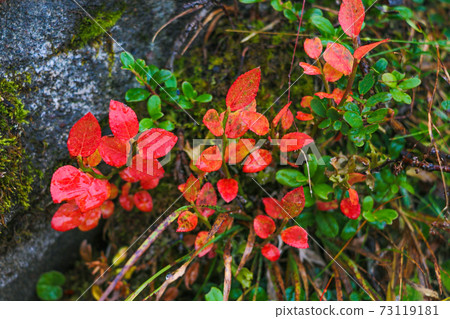 View of beautiful mountain vegetation on a rainy autumn morning. Selective focus. 73119181