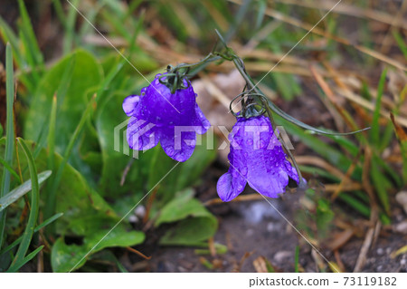A close up of a Mountain Harebell with rain drops from a summer rain shower. A close up of a Mountain Harebell with rain drops from a summer rain shower. 73119182