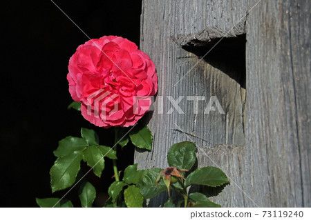 Red Rose on the Branch in the Garden. 73119240