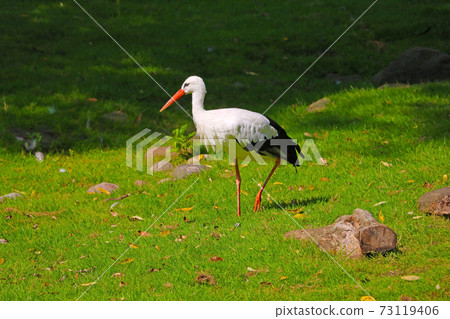 A white stork is walking on green grass and looking for food. A white stork is walking on green grass and looking for food. 73119406
