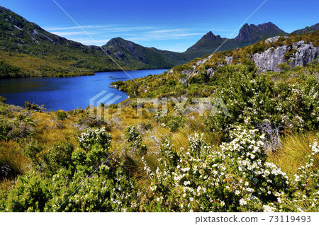 Manuka in Cradle Mountain Park, Tasmania 73119493