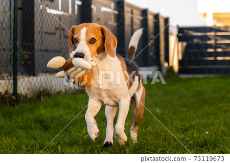 A picture of a fast Beagle hound running on grass fetching a dog toy. A picture of a fast Beagle hound running on grass fetching a dog toy. 73119673