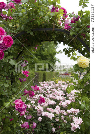 玫瑰園裡的玫瑰花盛開。 玫瑰園裡的玫瑰花盛開。 73121137