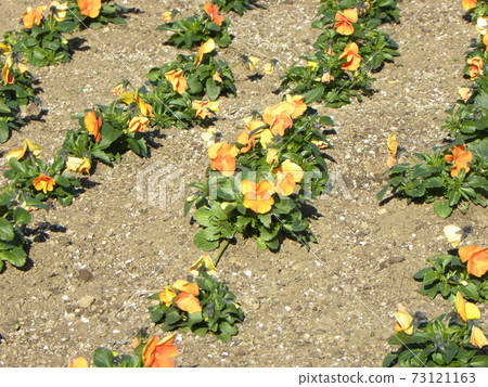 An orange viola that is healthy even in the cold season An orange viola that is healthy even in the cold season 73121163