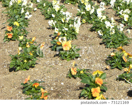 Orange and white viola that is healthy even in the cold season Orange and white viola that is healthy even in the cold season 73121169