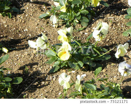Yellow and white viola that is healthy even in the cold season 73121171
