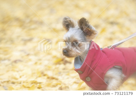 A park with ginkgo leaves and a yorkshire terrier in a red vest 73121179