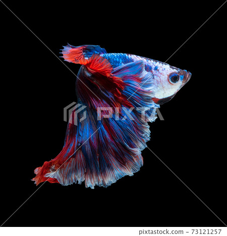 Close up art movement of Betta fish or Siamese fighting fish isolated on black background Close up art movement of Betta fish or Siamese fighting fish isolated on black background 73121257