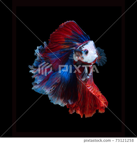 Close up art movement of Betta fish or Siamese fighting fish isolated on black background Close up art movement of Betta fish or Siamese fighting fish isolated on black background 73121258