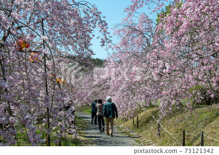 岡山市北區立部町竹部之森公園八本線茂田中的一排櫻花樹 73121342