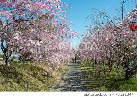 岡山市北區立部町竹部之森公園八本線茂田中的一排櫻花樹 73121344