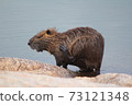 Nutria Nutria 73121348