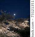 Cherry-blossom viewing at night Cherry-blossom viewing at night 73121351