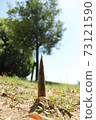 Bamboo shoots Bamboo shoots 73121590