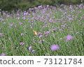 Swallowtail butterfly lavender Swallowtail butterfly lavender 73121784