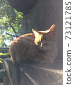 Cat Cat 73121785